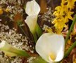 Fleurs