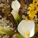Fleurs